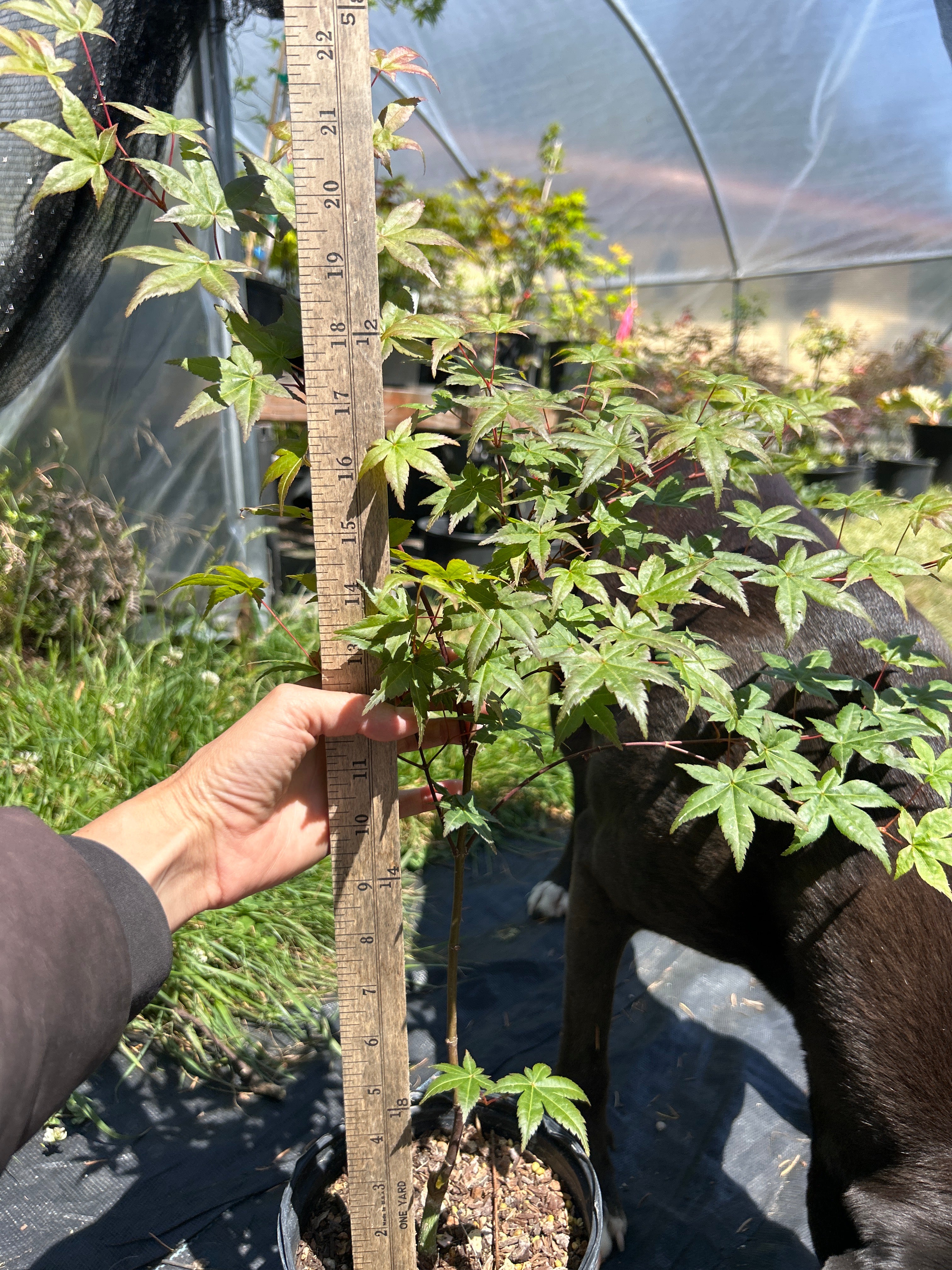 Seigen Pre-Bonsai 1-2 Year (#66)