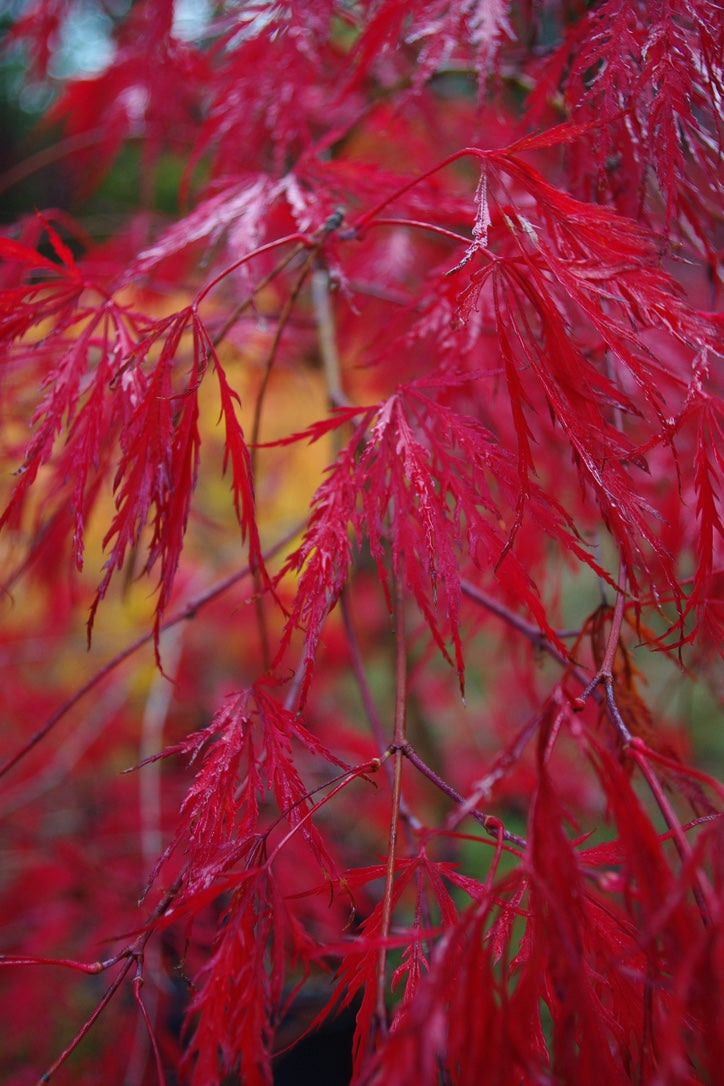 Red Dragon – Mendocino Maples Nursery