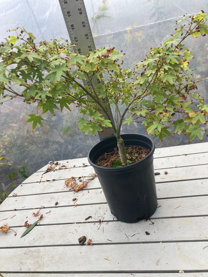 Murasaki Kiyohime 2-3 Year Pre Bonsai (#655)
