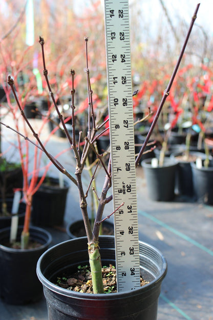 Pixie Pre Bonsai 2-3 yr (#813)