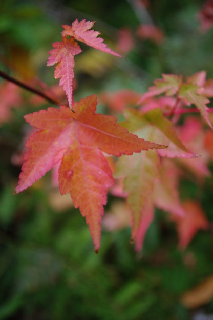 Acer micranthum