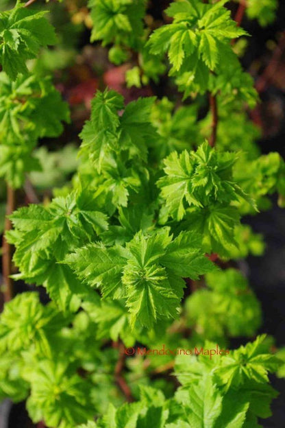 Acer circinatum Pacific Sprite
