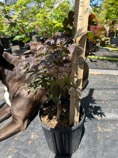 Rhode Island Red- Pre-Bonsai 1-2 years (#58)