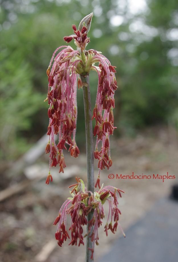 Acer negundo violaceum