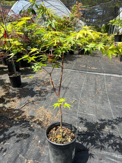 Pine Bark Nishiki Gawa (1-2 Yr) Pre Bonsai  (#959)