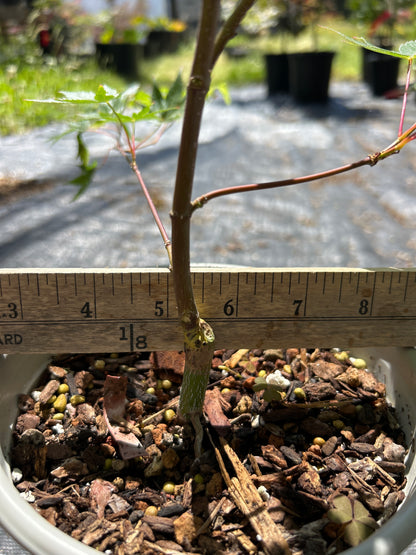 Beni Kawa Pre-Bonsai 1-2 Yr (#55)