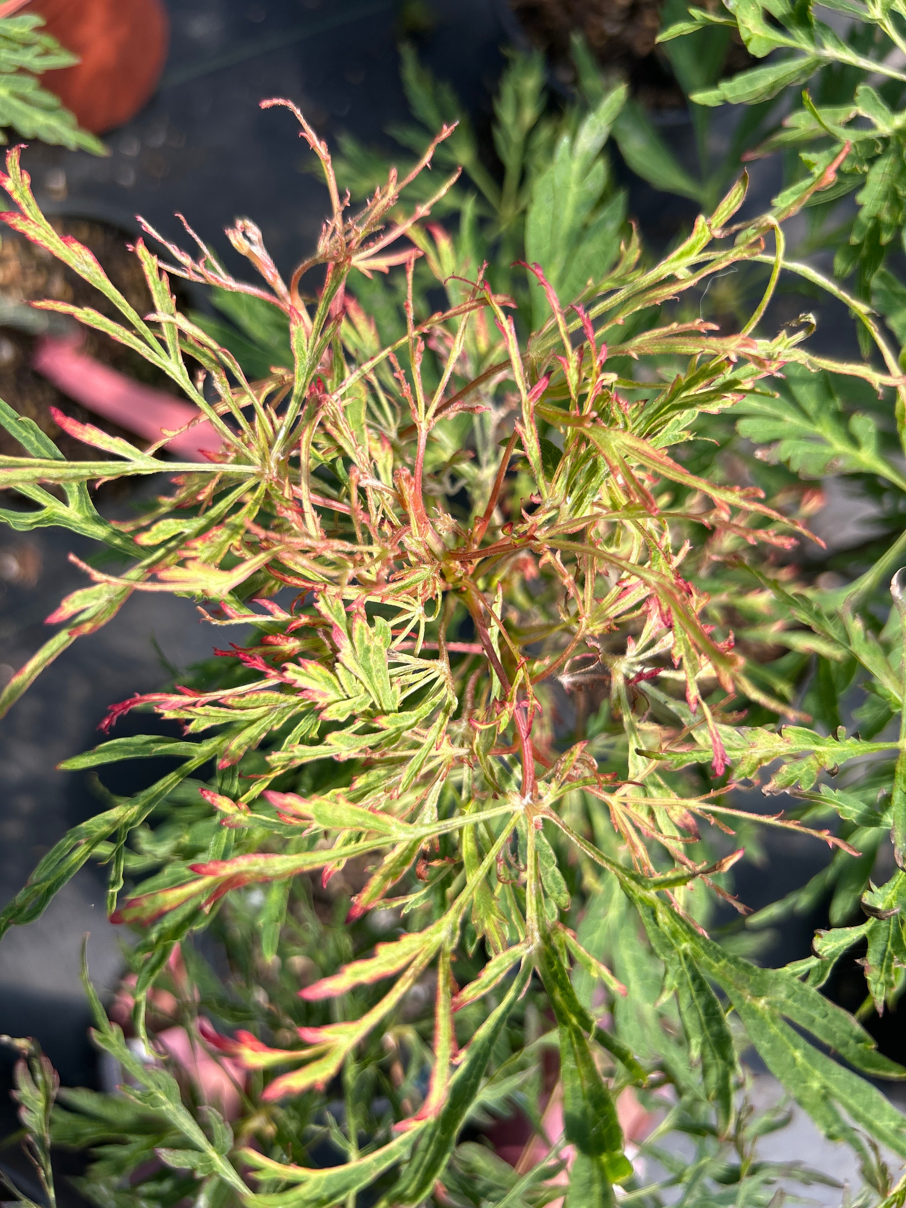 A. Japonicum Fairy Lights – Mendocino Maples Nursery