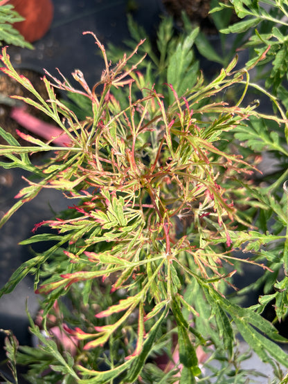A. Japonicum Fairy Lights