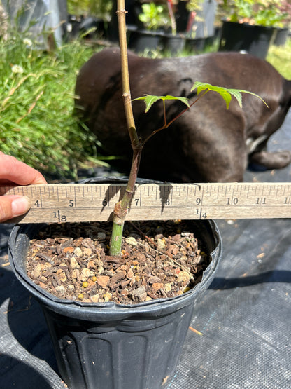 Seigen Pre-Bonsai 1-2 Year (#66)