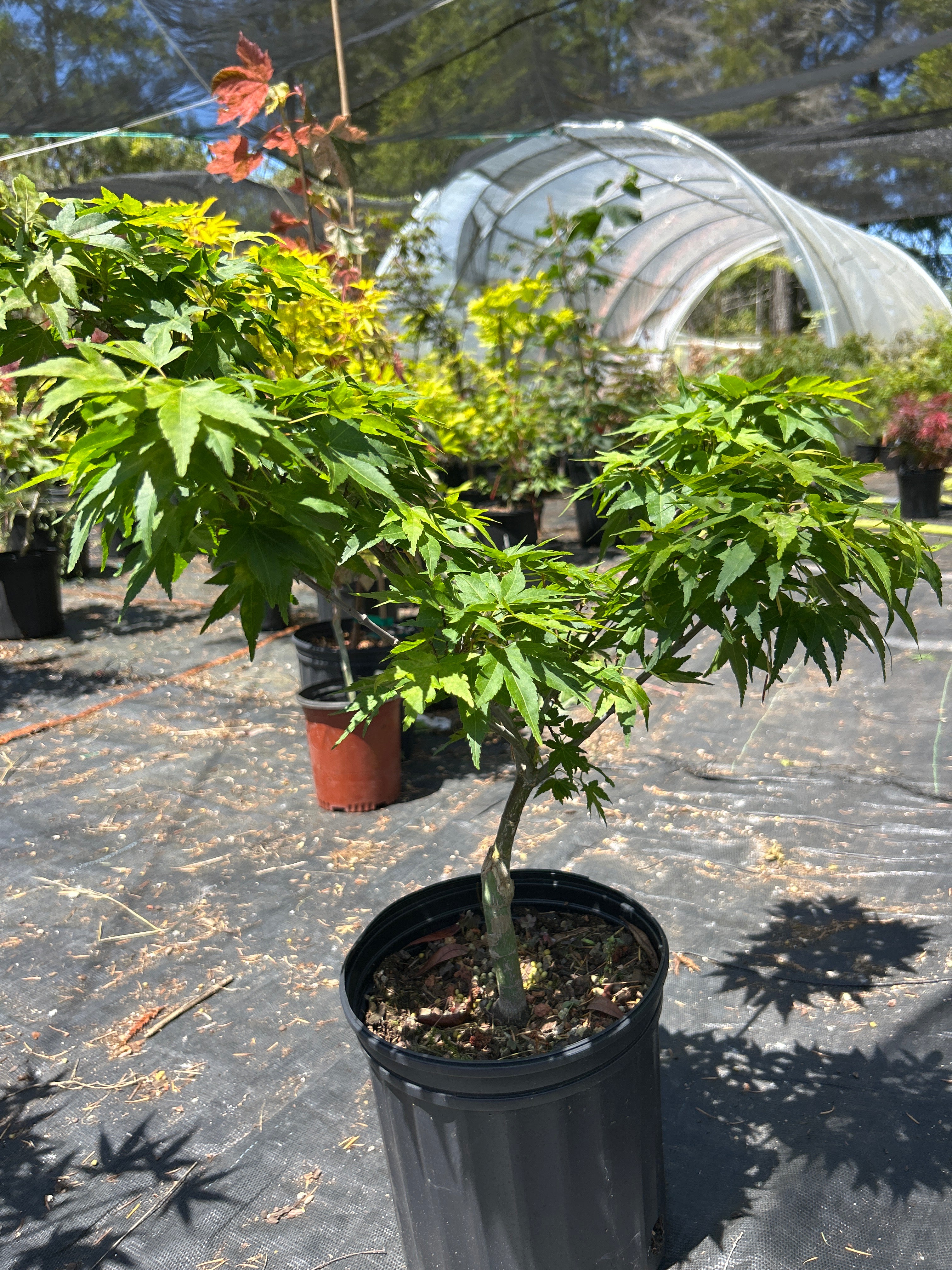 Mikawa Yatsubusa 3-4 Yr Pre Bonsai (#64)