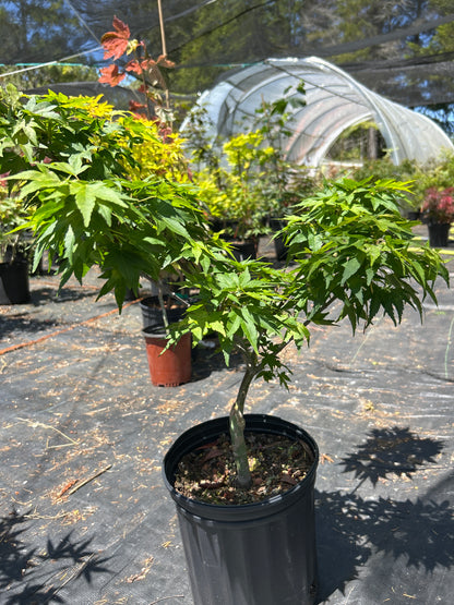 Mikawa Yatsubusa 3-4 Yr Pre Bonsai (#64)