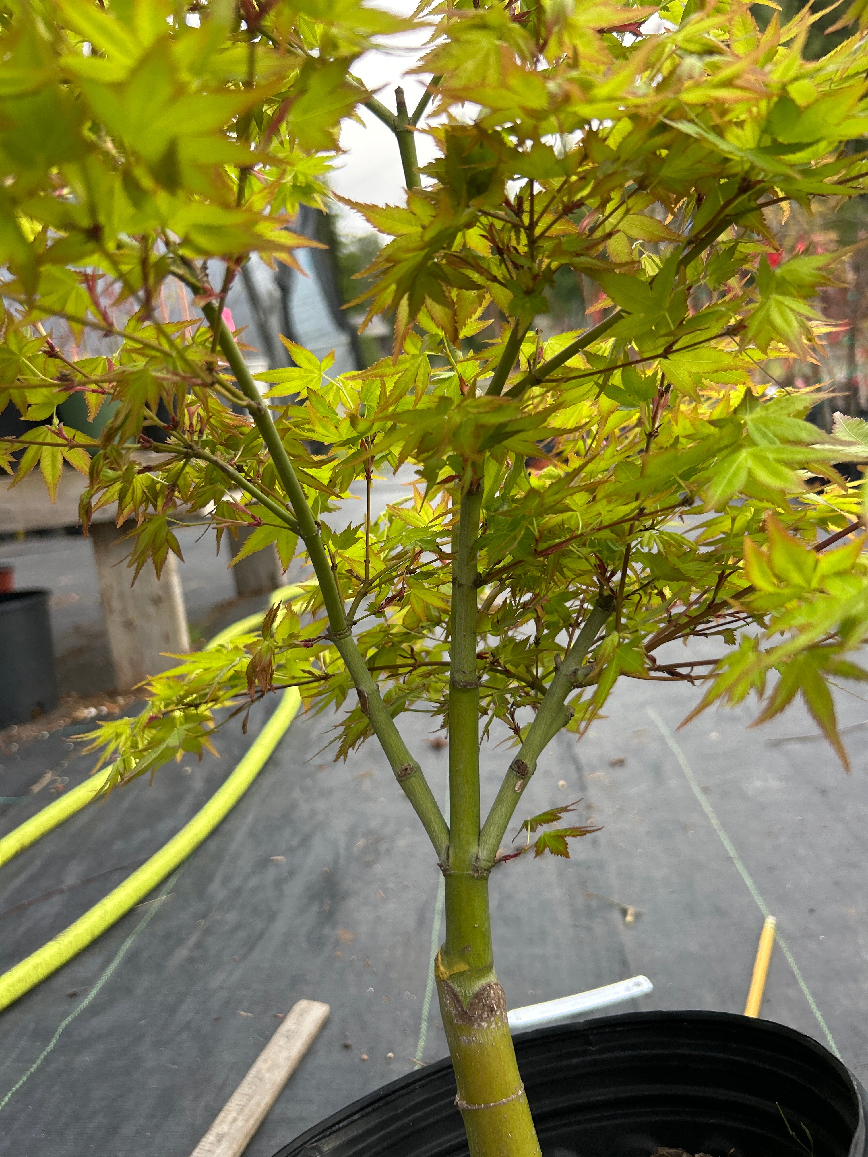 Aoba jo 5-6 Year Pre Bonsai (#315) – Mendocino Maples Nursery