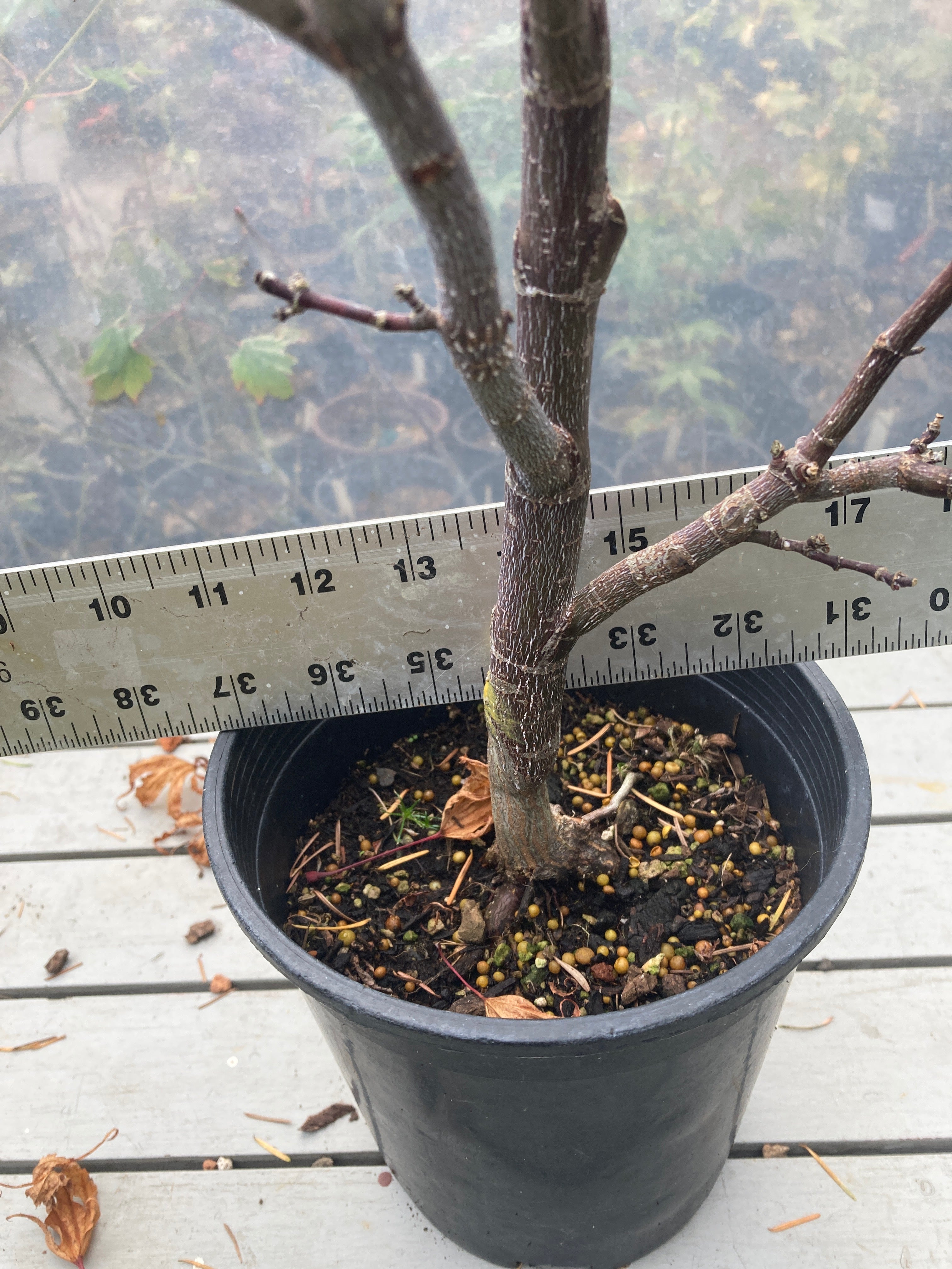 Shaina 1 gallon Pre Bonsai 3-4 yr plant (#185)