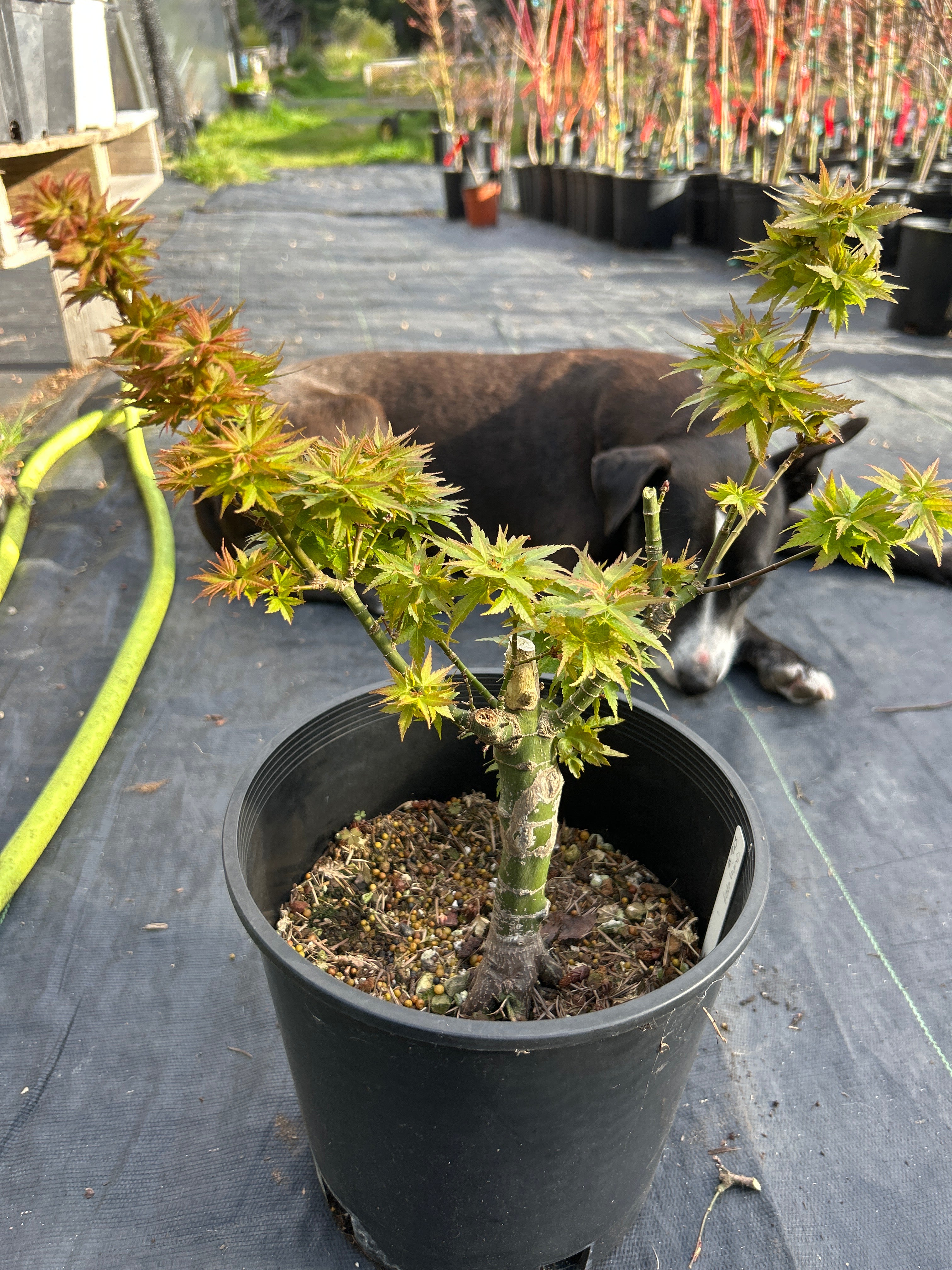 Koto Hime 5 Yr pre bonsai (#913)