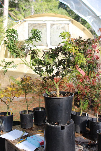 Mikawa Yatsubusa 4-5 Yr Pre Bonsai (#621)