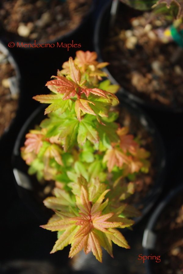 Acer circinatum Baby Buttons