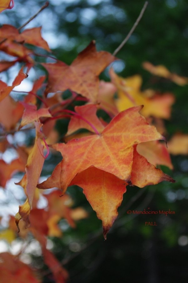 Acer mono