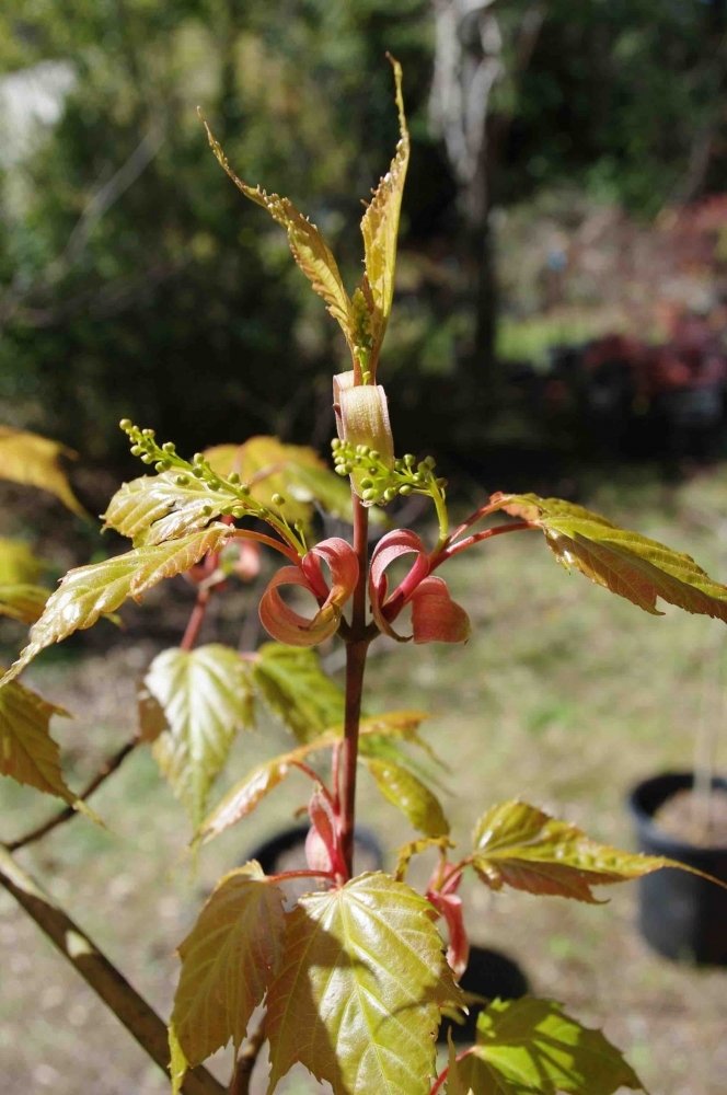 Acer rubescens