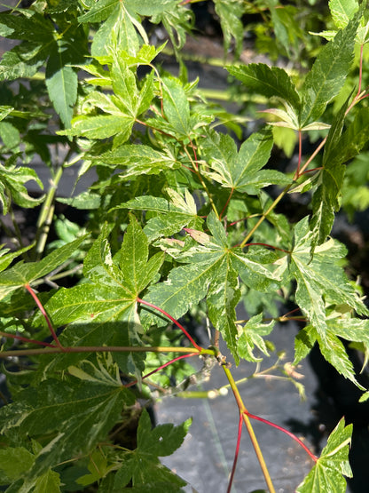 Kasen Nishiki Pre-Bonsai 6 Yr Pre Bonsai (#56)