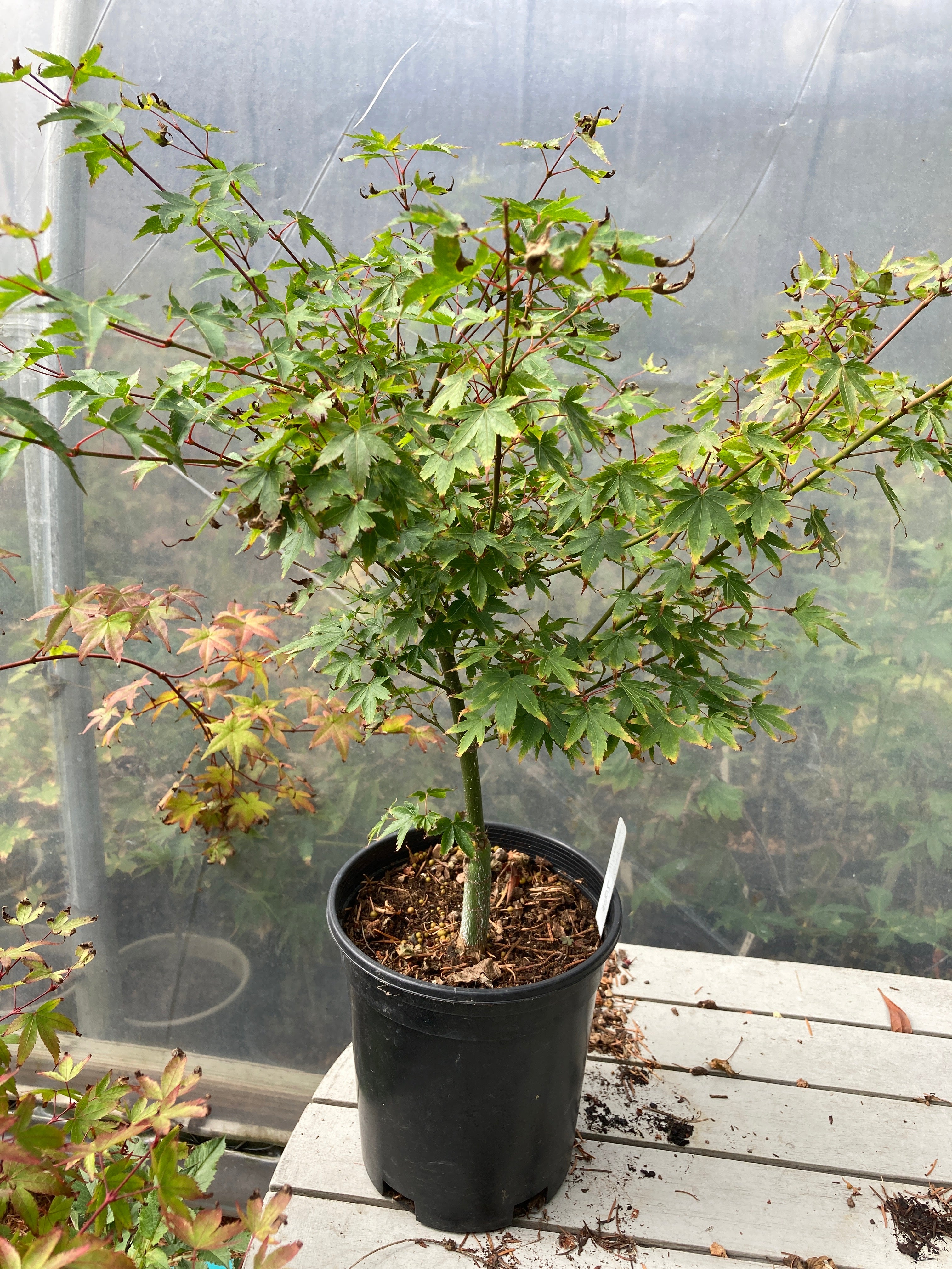 Murasaki Kiyhome Pre Bonsai  3 Year (#805)