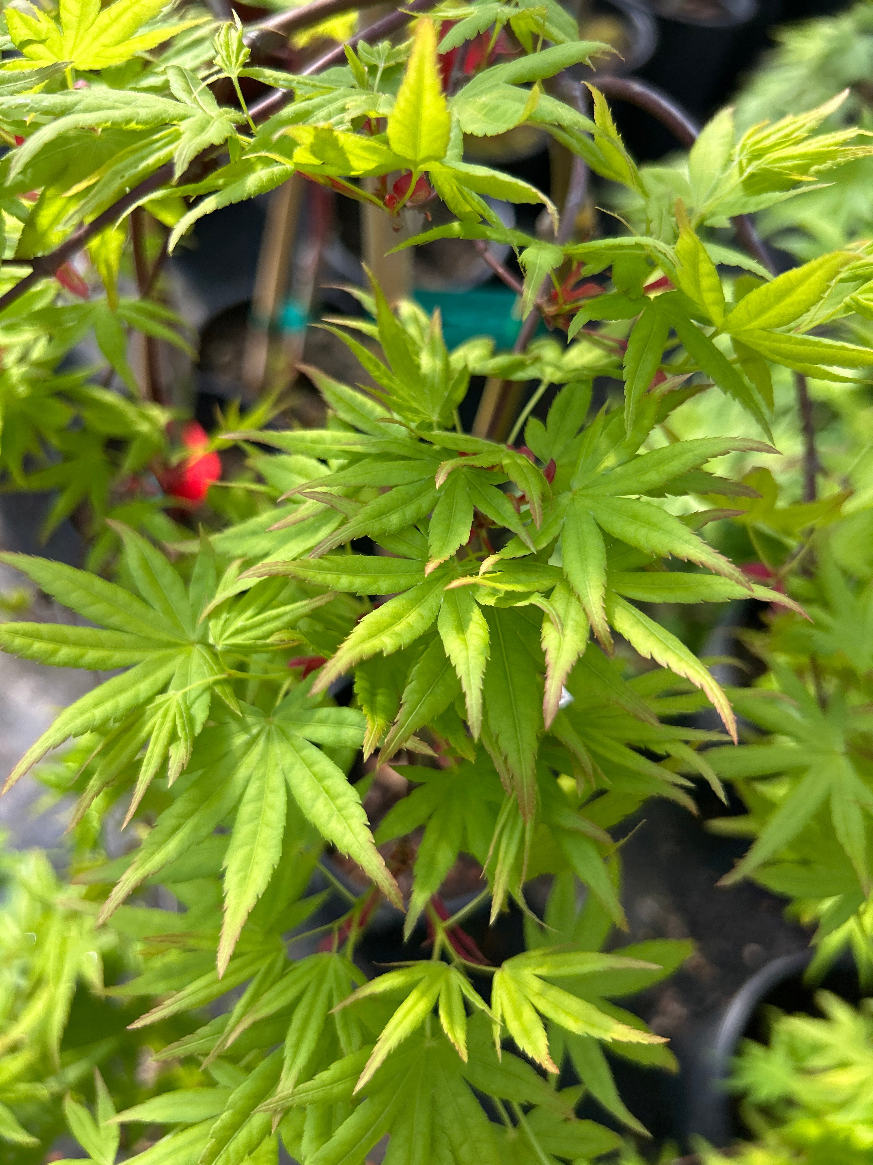 Ryusen (Ryusei) – Mendocino Maples Nursery