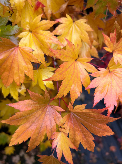 Acer sieboldianum Seki no kegon
