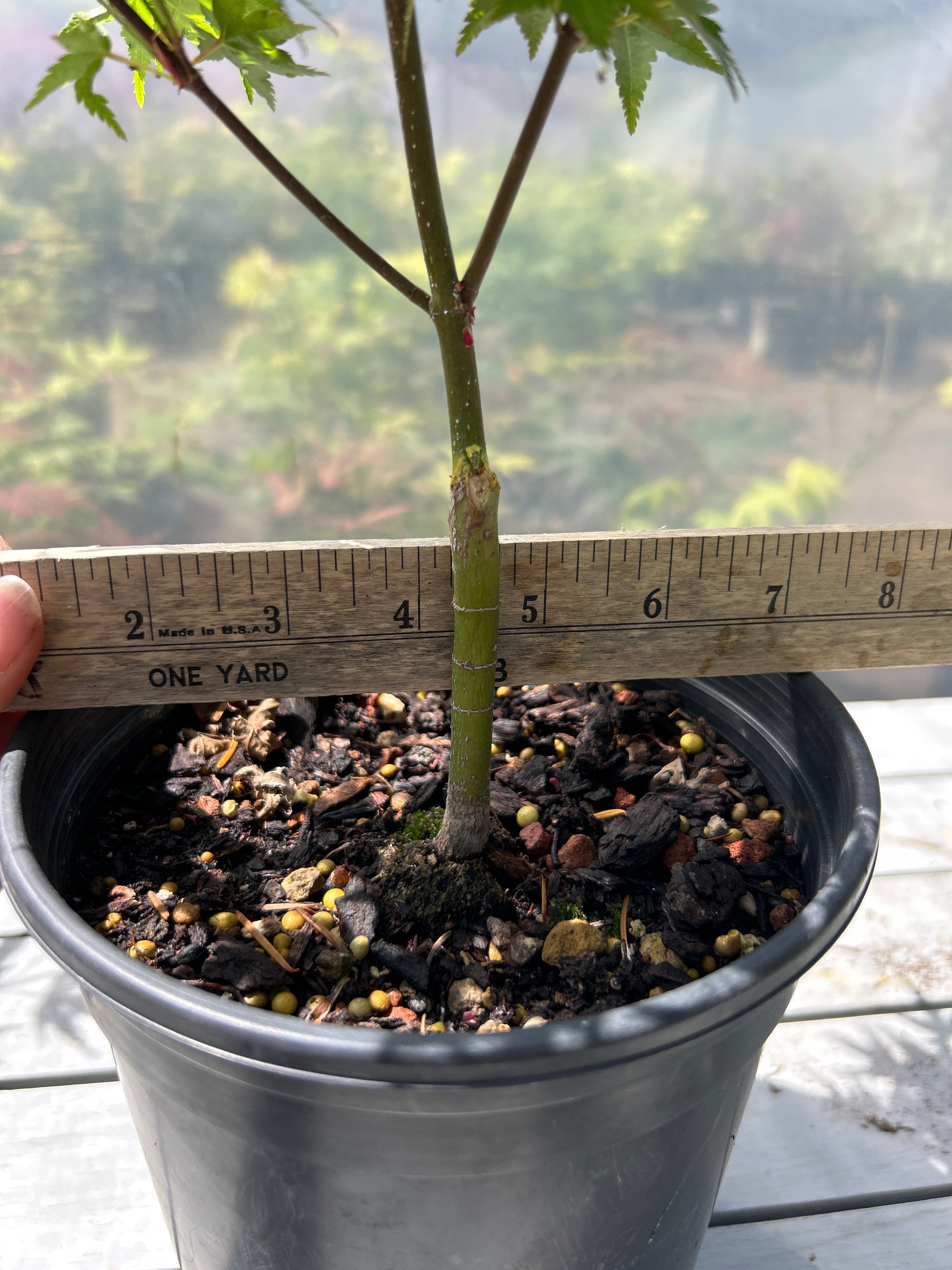 Murasaki Kiyhome Pre Bonsai  1-2 yr (#954)