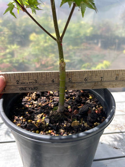 Murasaki Kiyhome Pre Bonsai  1-2 yr (#954)