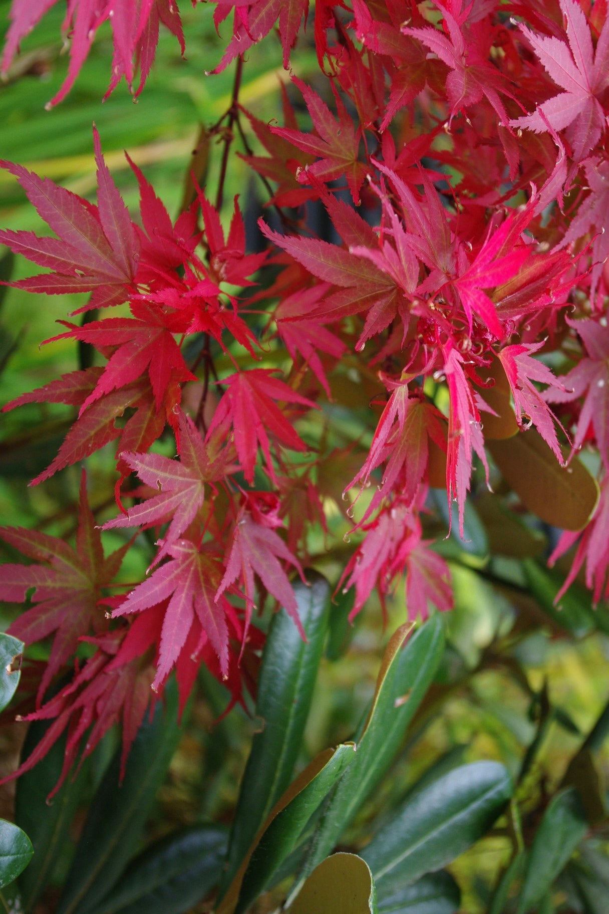 Pixie – Mendocino Maples Nursery