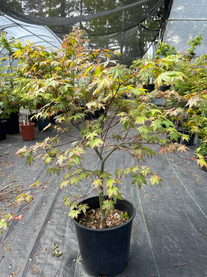 Kaleidoscope Pre Bonsai 2 gallon
