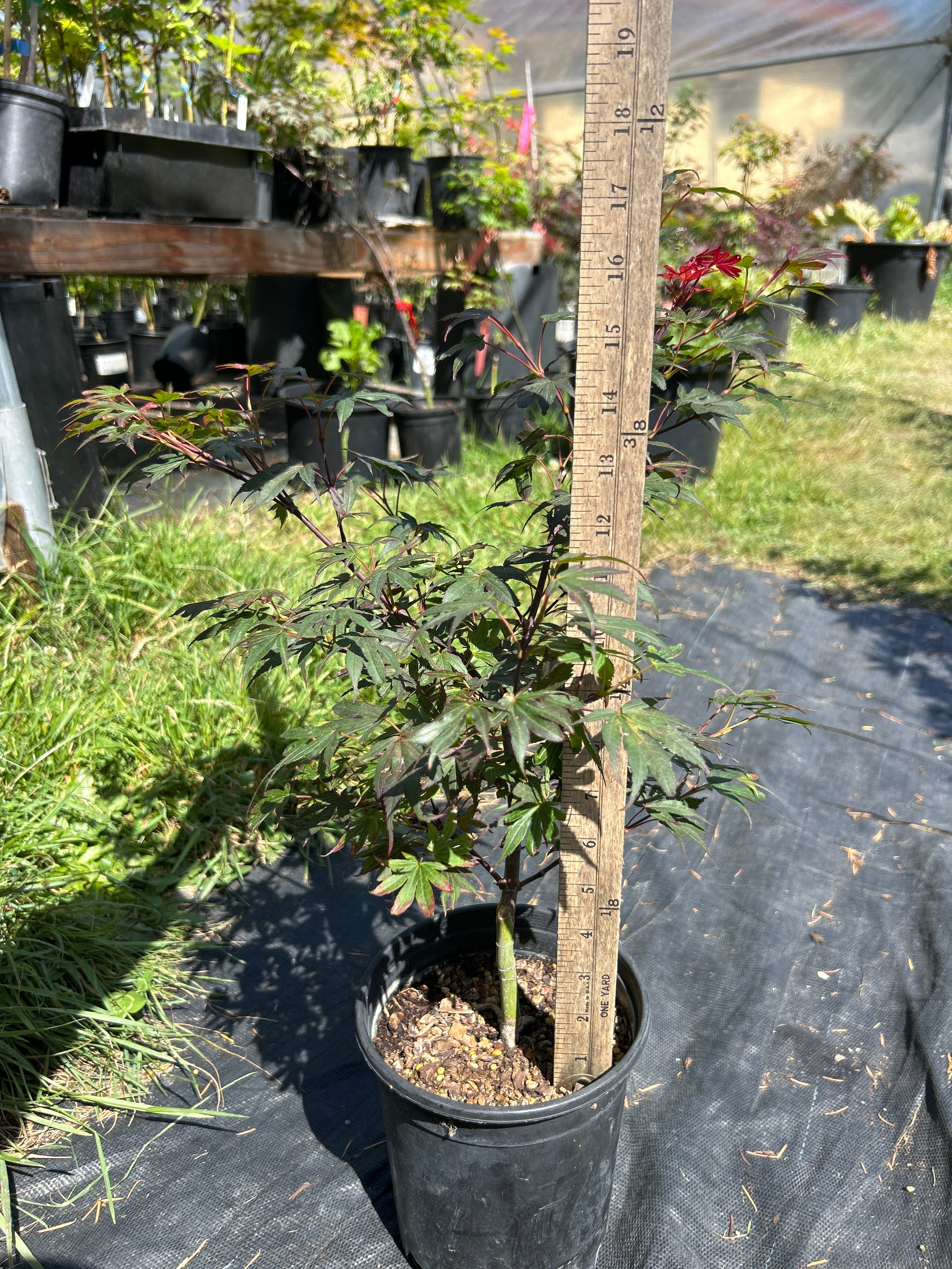 Elizabeth Pre Bonsai 2 yr (#71)