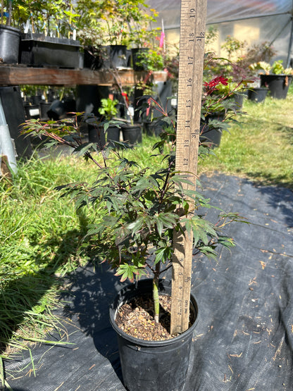 Elizabeth Pre Bonsai 2 yr (#71)