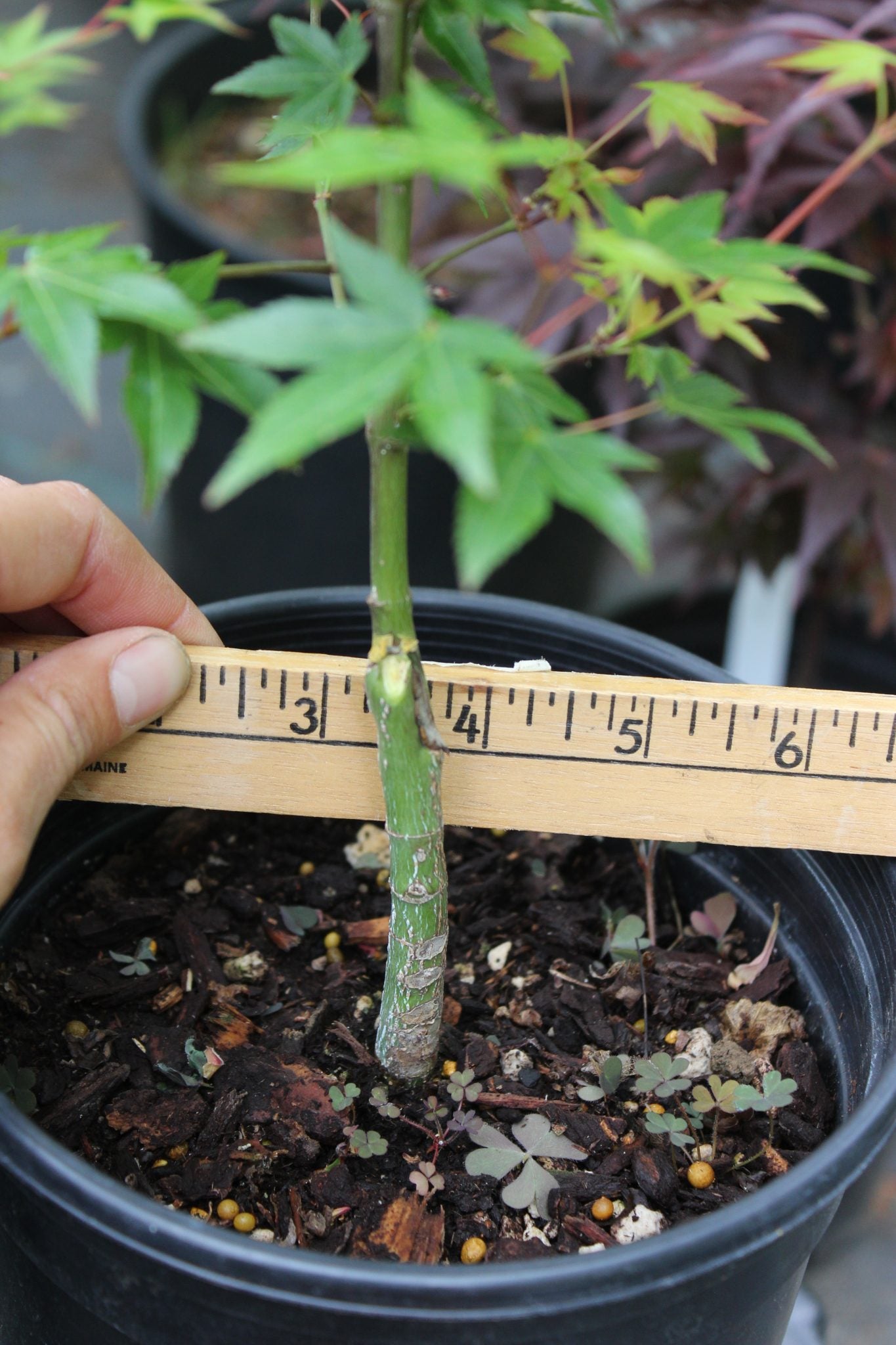Murasaki Kiyhome Pre Bonsai 1-2 Year (#776)