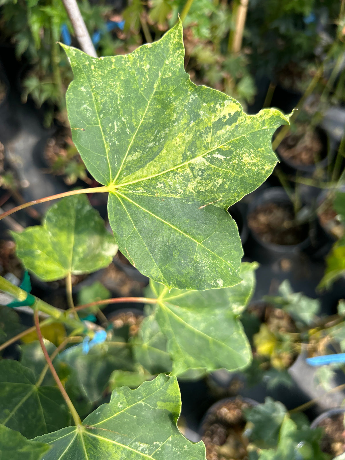 A close-up of several Acer pictum 
Kamisaka nishiki maple leaves with newly emerged variegated white patches on the main leaf
