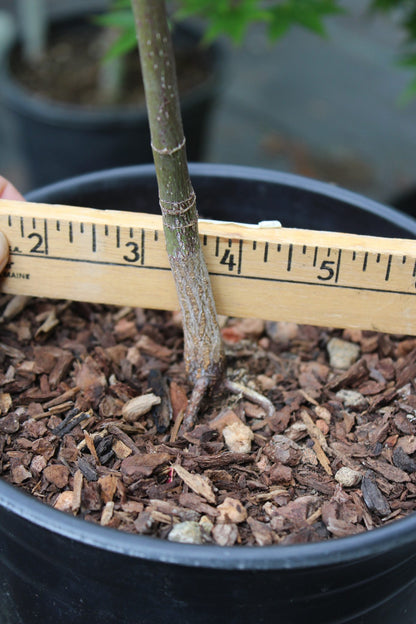 Red Japanese Maple Seedling 2 Yr Pre-Bonsai (#771)