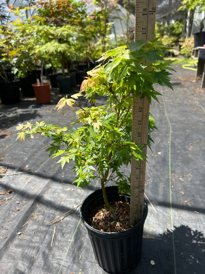 Koto Maru Pre-bonsai 1-2 year (#966)