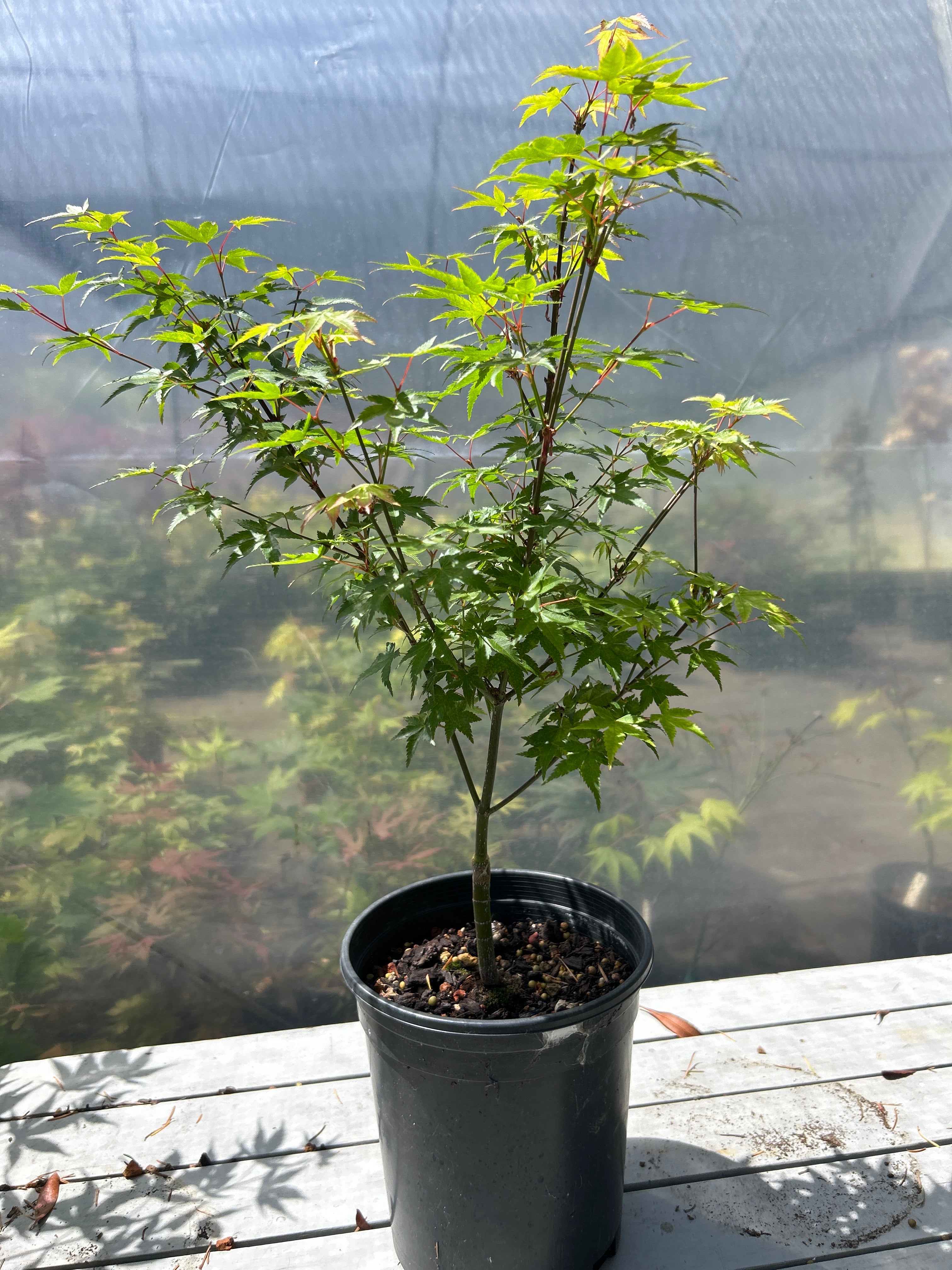 Murasaki Kiyhome Pre Bonsai  1-2 yr (#954)