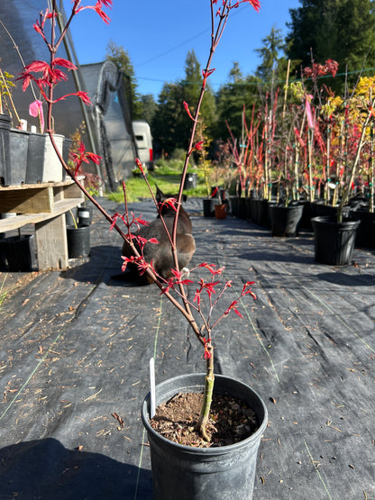 Seigen Pre-Bonsai 1-2 Year (#927)