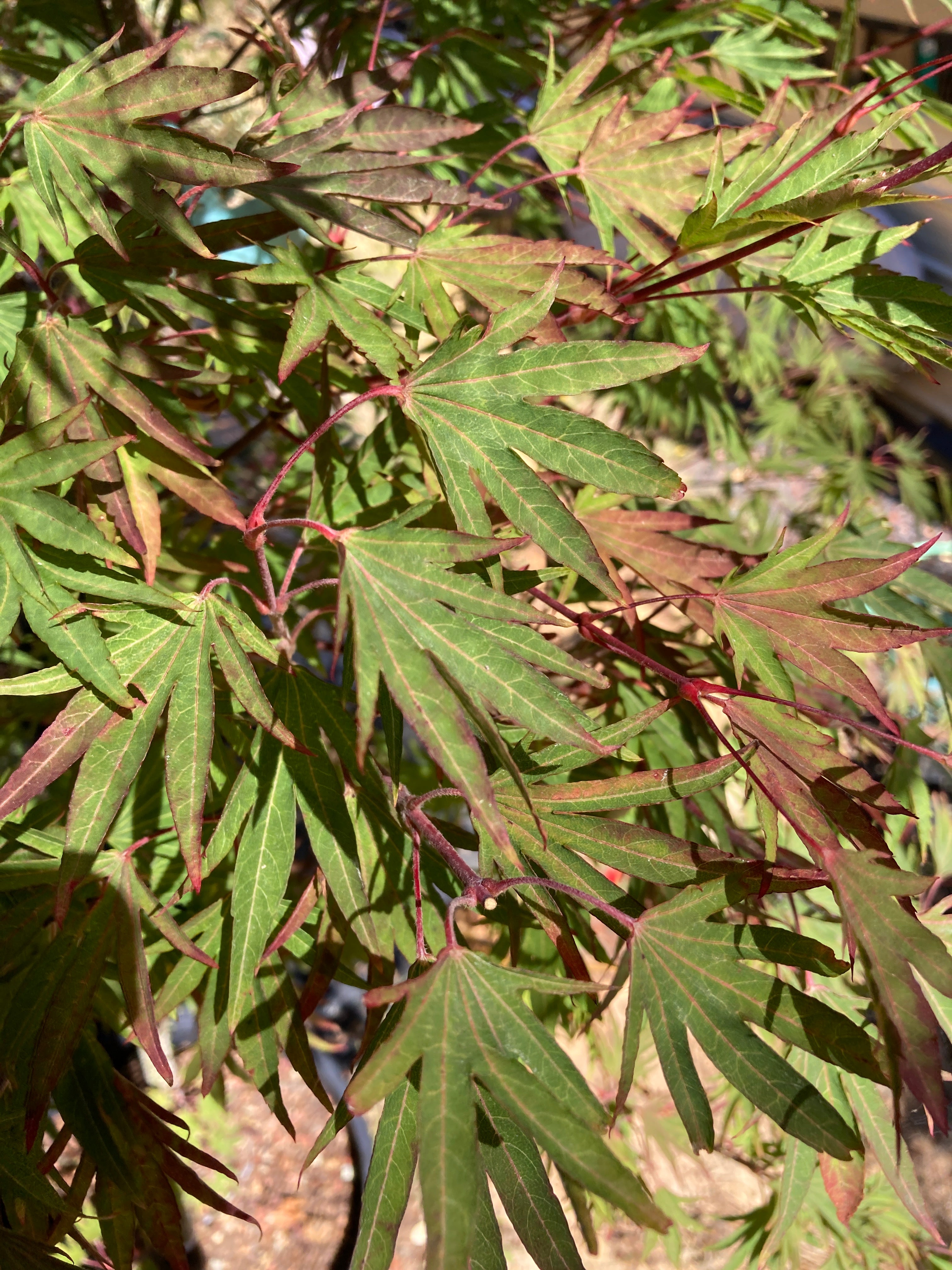 Acer sieboldianum Shoryu no tsume