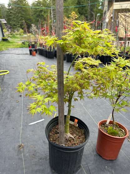 Aoba jo 5-6 Year Pre Bonsai (#315)