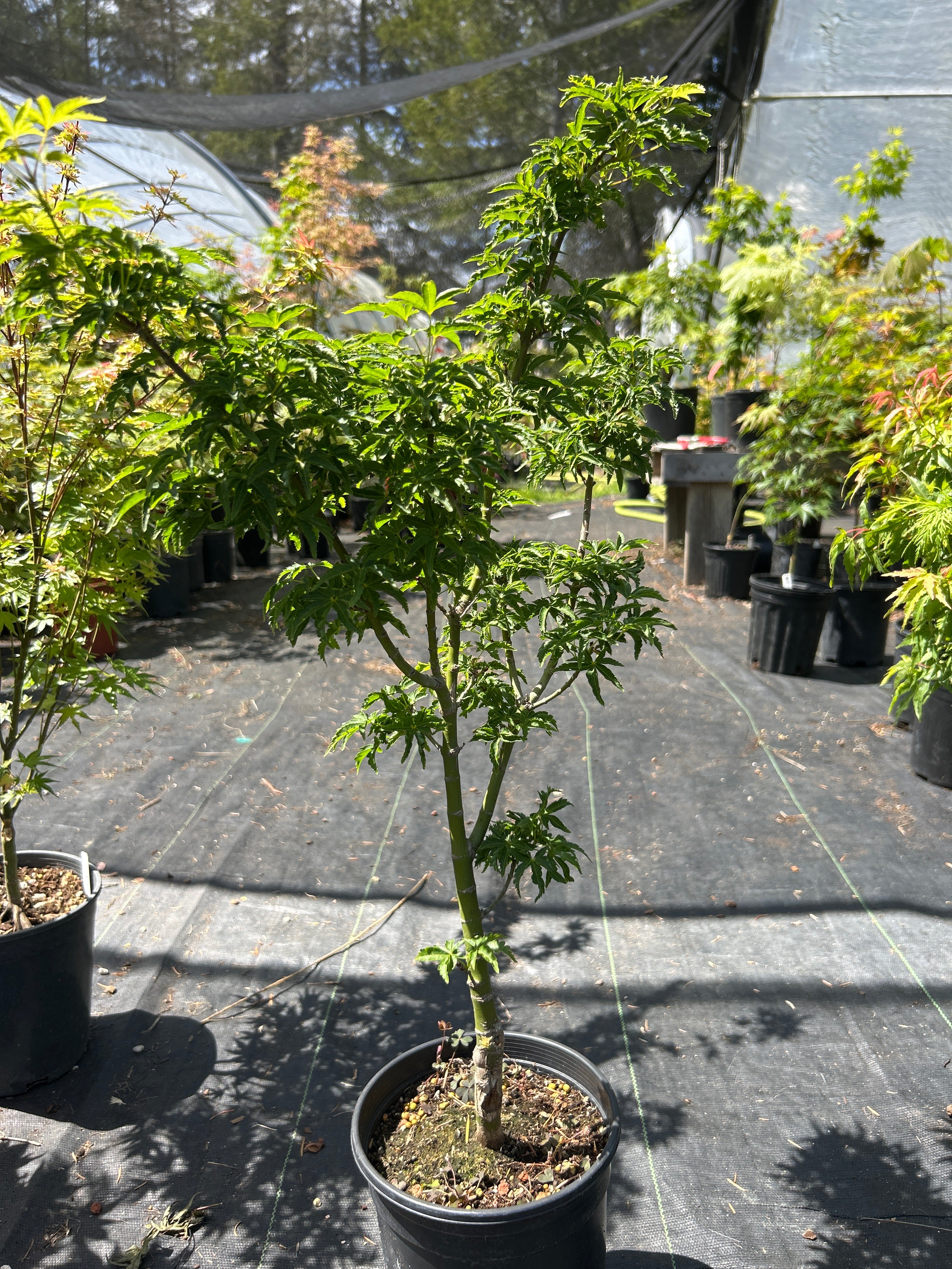 Shishigashira 4 year Pre-Bonsai (#965)