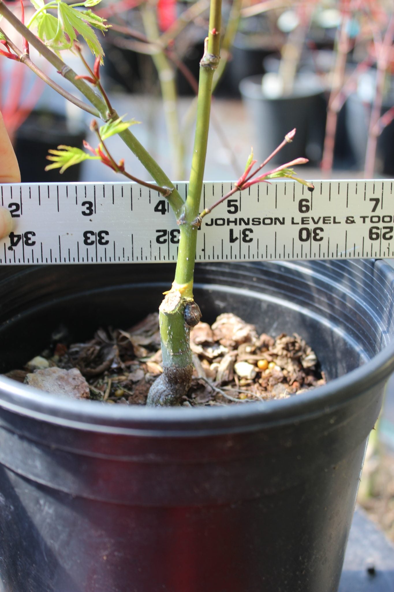 Pine Bark Nishiki Gawa (1-2 Yr) Pre Bonsai  (#817)