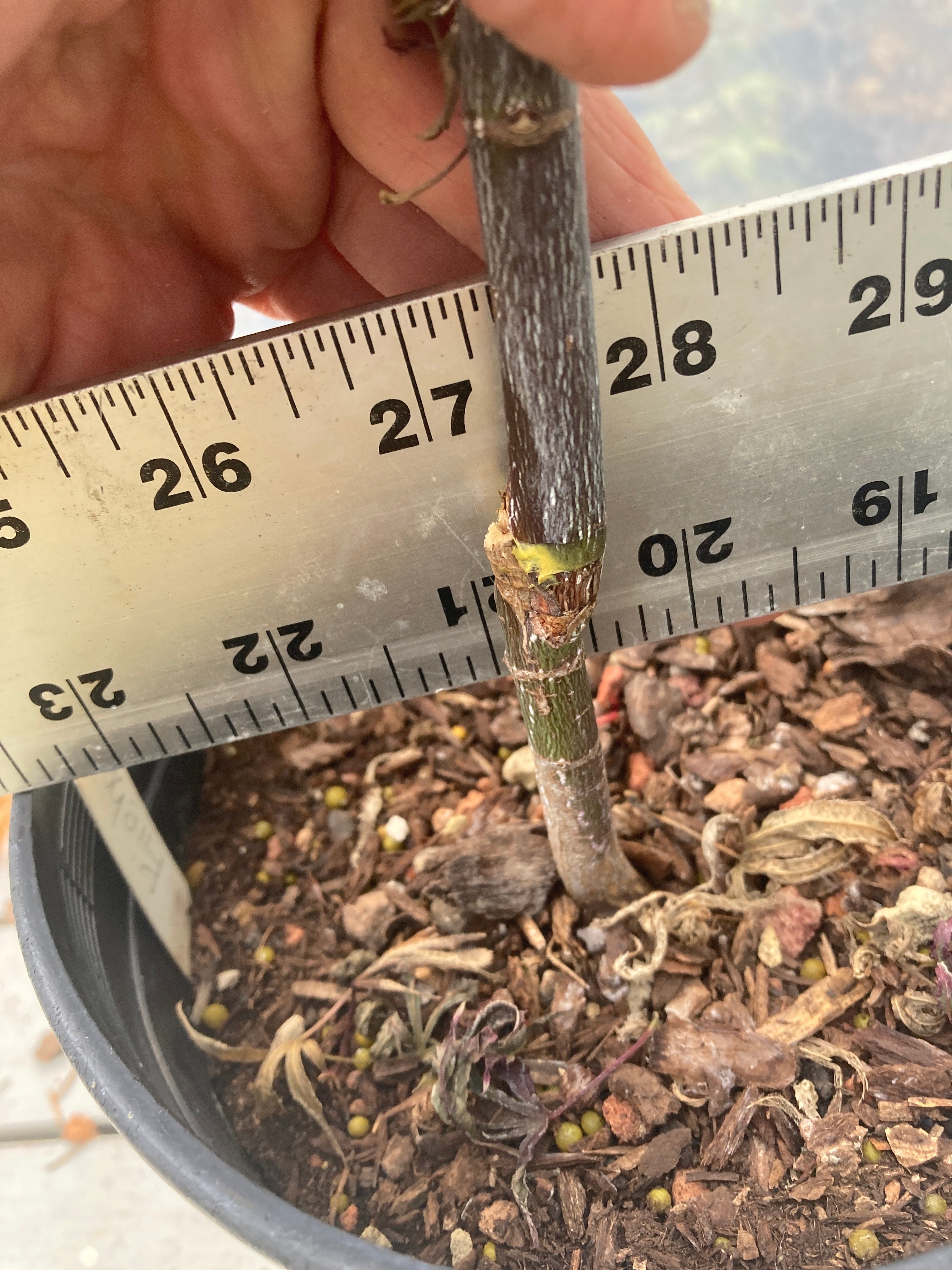 Fireball Pre Bonsai 2-3 Yr (#36) – Mendocino Maples Nursery