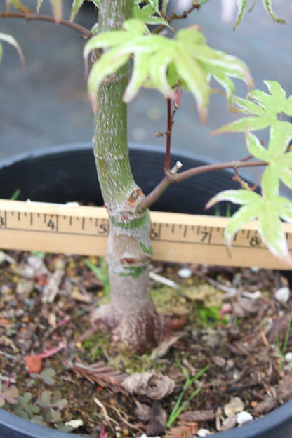 Ukigumo Pre-Bonsai 6 Yr Pre Bonsai (#772)