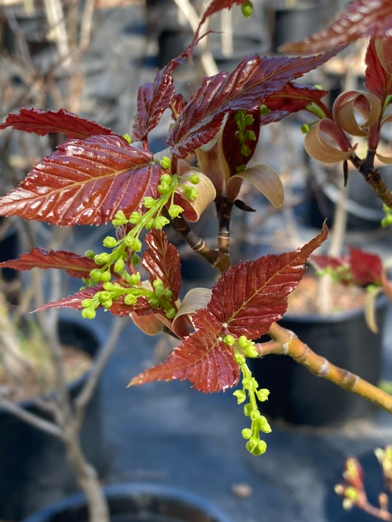 Acer Morifolium