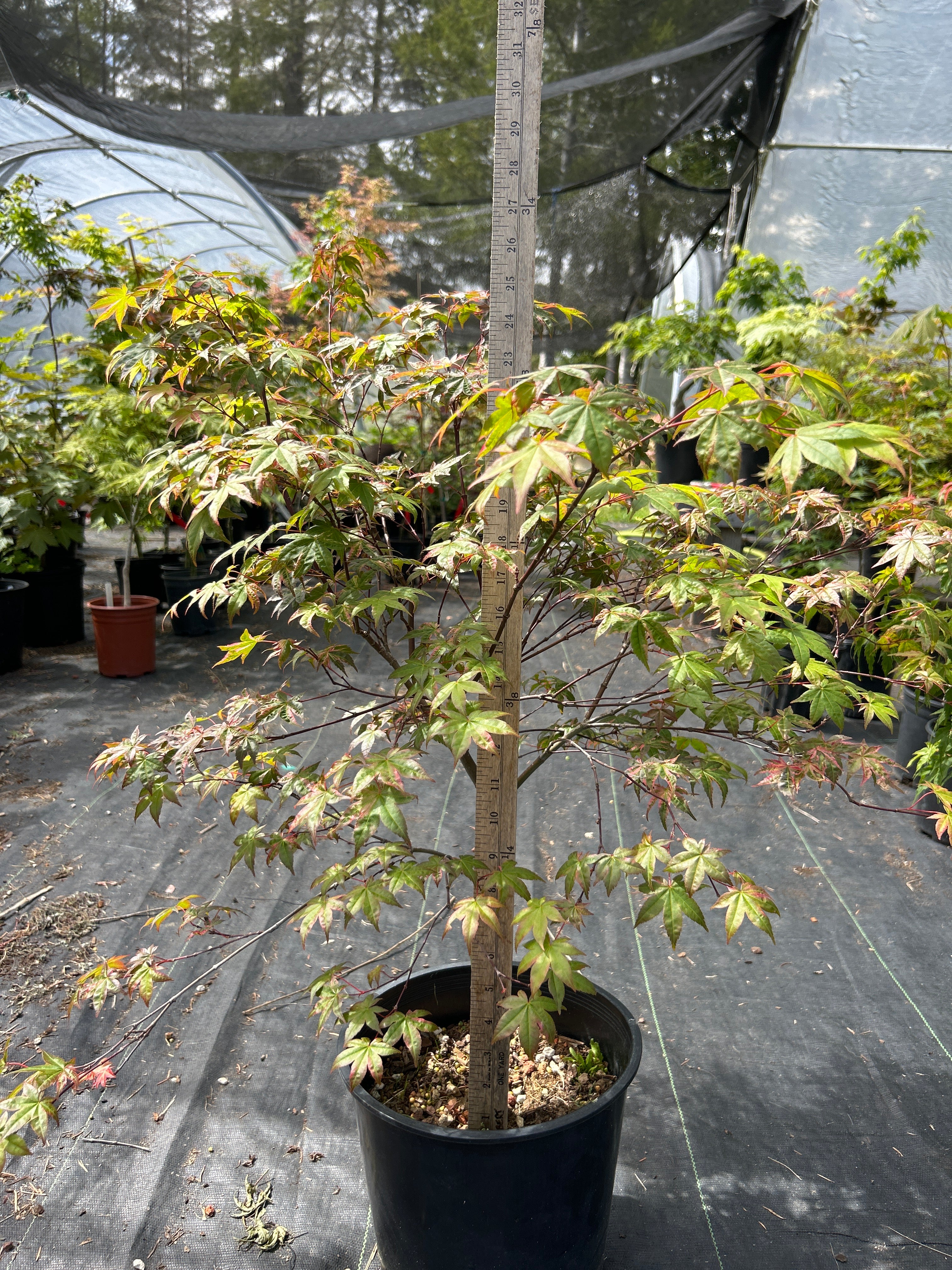 Kaleidoscope Pre Bonsai 2 gallon