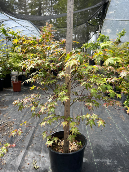 Kaleidoscope Pre Bonsai 2 gallon