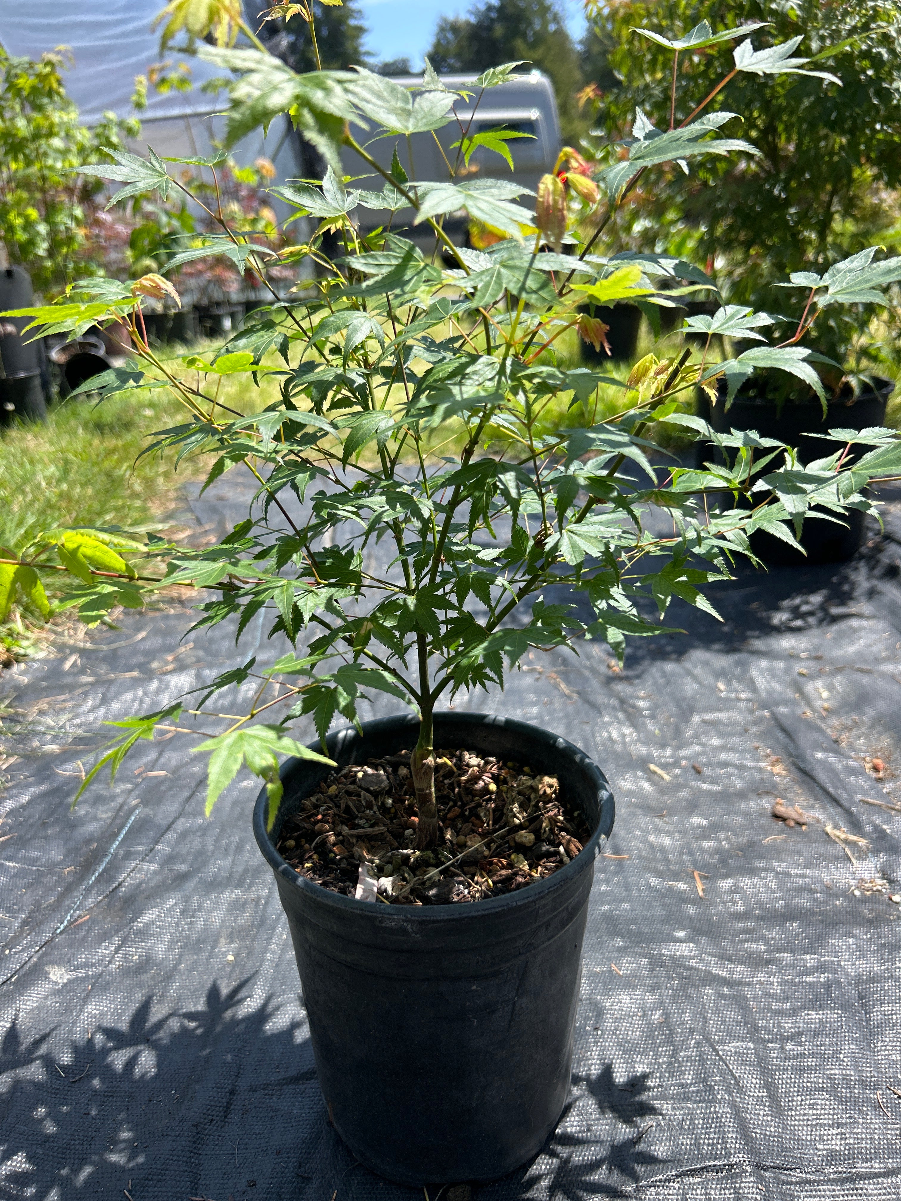 Aoba jo 1-2 Year Pre Bonsai (#957)