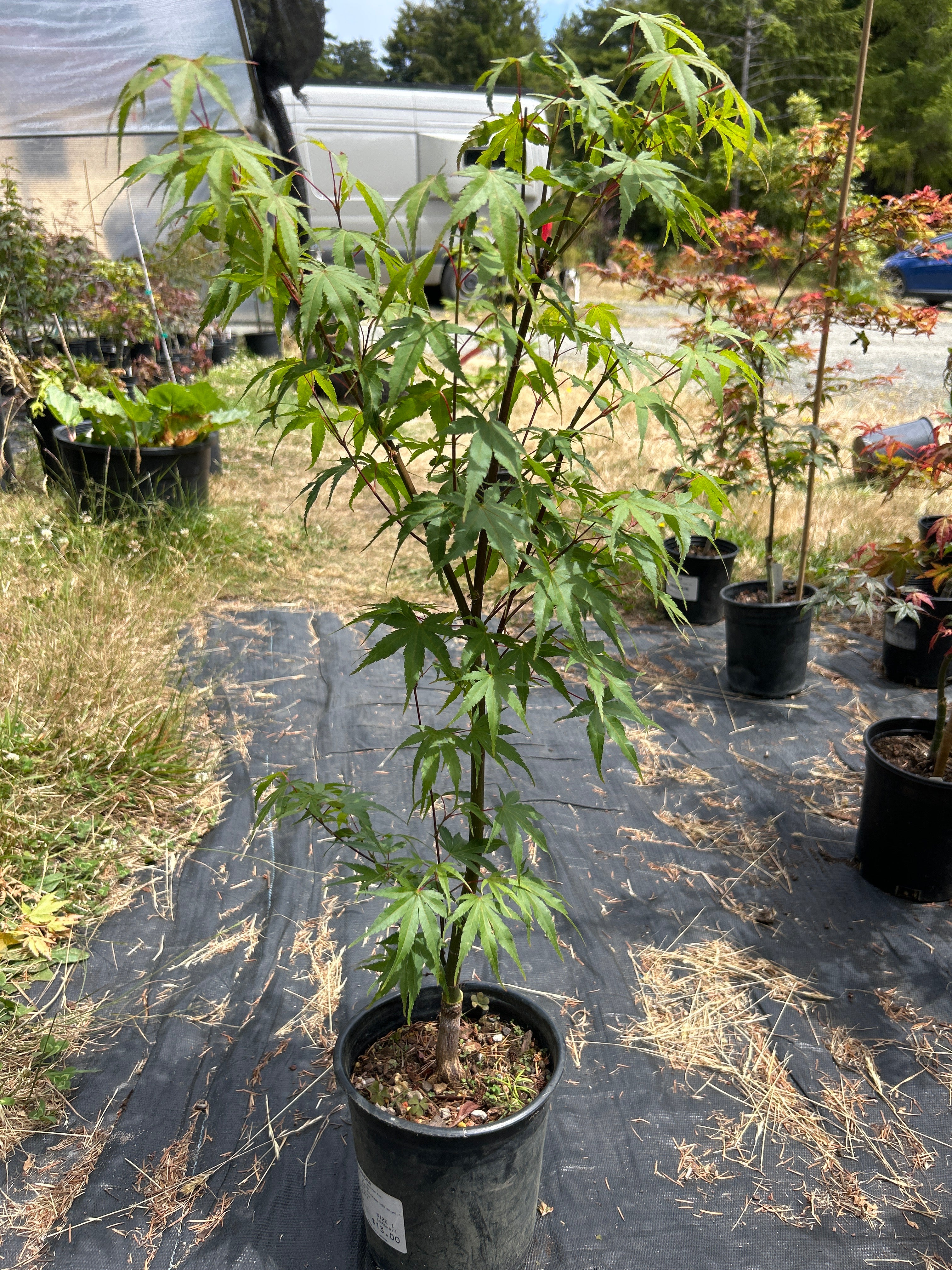 Arakawa Rough Bark Maple- 2-3 yr Pre-Bonsai  (#80)