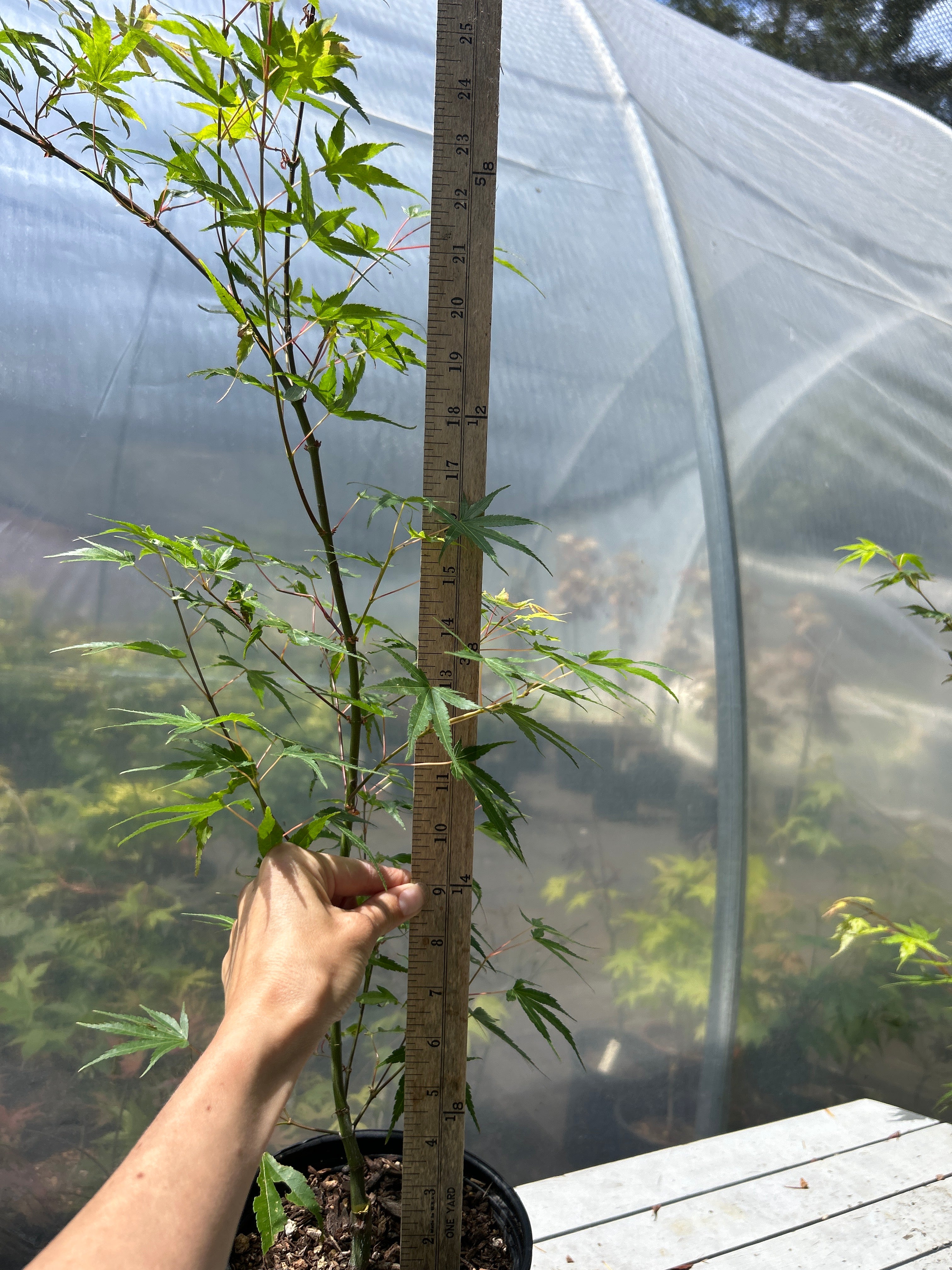 Arakawa Rough Bark Maple- 1-2 yr Pre-Bonsai  (#956)
